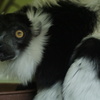 Japan Monkey Centre (JMC)５
