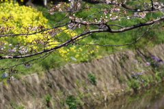 桜の風景　0402　02