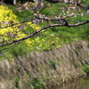 桜の風景　0402　02
