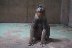 Japan Monkey Centre (JMC)7　マンドリル