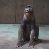 Japan Monkey Centre (JMC)7　マンドリル