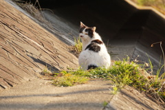 山崎川周辺の　猫