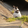 山崎川周辺の　猫
