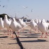ユリカモメ　竹島