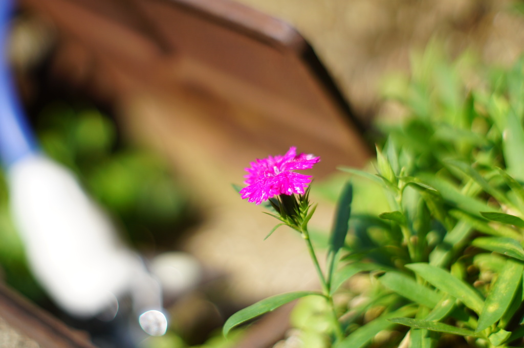 OLＤレンズ試し撮り　　Minolta MD Rokkor 50mm F1.4 