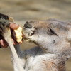 アカカンガルー　飼育