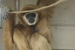 Japan Monkey Centre (JMC)４