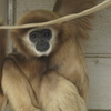 Japan Monkey Centre (JMC)４