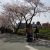 桜　咲く