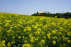 菜の花畑　愛知牧場