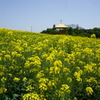 菜の花畑　愛知牧場