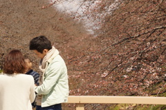 桜の風景　春に包まれて