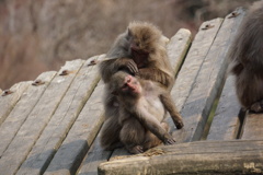 Japan Monkey Centre (JMC)　２