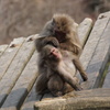 Japan Monkey Centre (JMC)　２