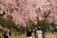 桜を楽しむ人たち