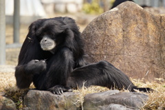 Japan Monkey Centre (JMC)３