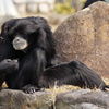 Japan Monkey Centre (JMC)３