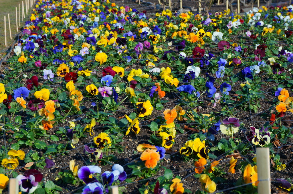 colorful