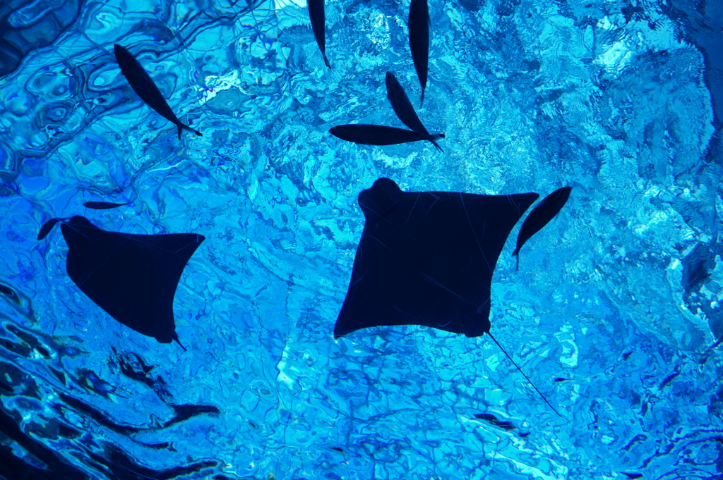 Aquarium　１