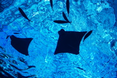 Aquarium　１