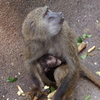 Japan Monkey Centre (JMC)　　1