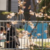 桜の風景　0402　01