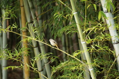 ｆｏｒｅｓｔ　　ｂｉｒｄ　0326