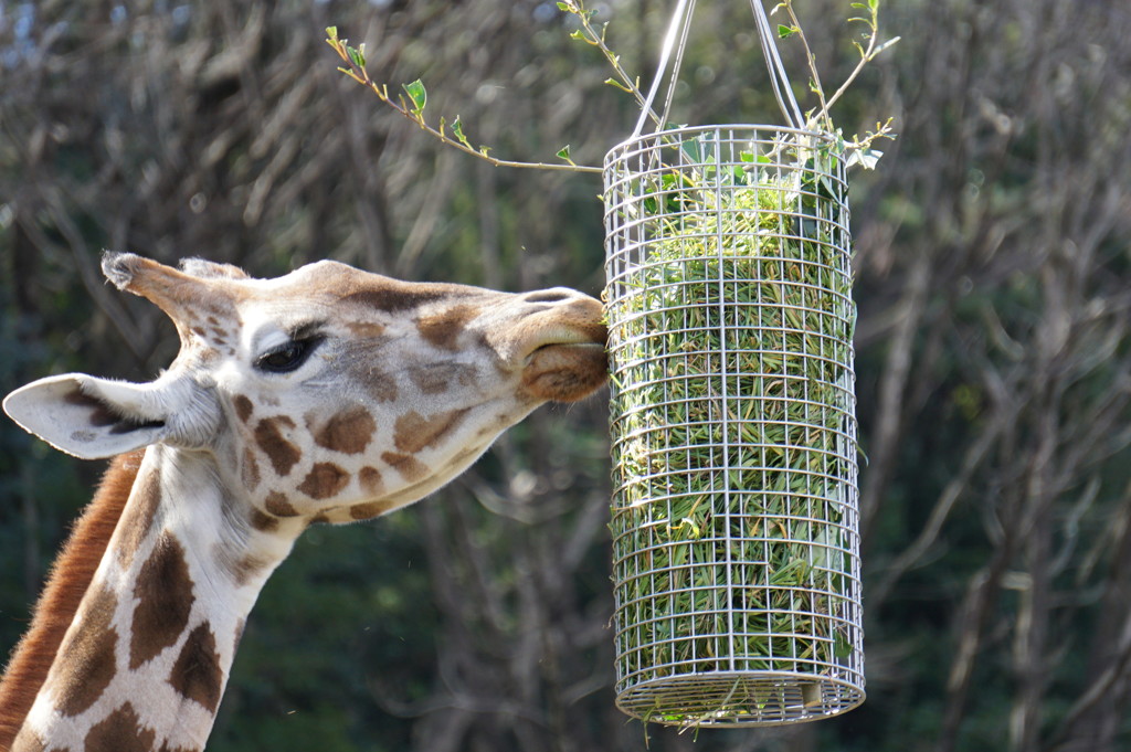 陸上で最も背の高い動物