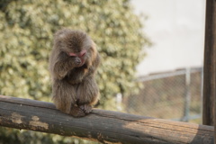 Japan Monkey Centre (JMC)8