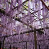 天王川公園藤まつり 