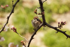 桜の風景　0402　小鳥たち