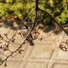 桜の風景　0402　ムクドリ