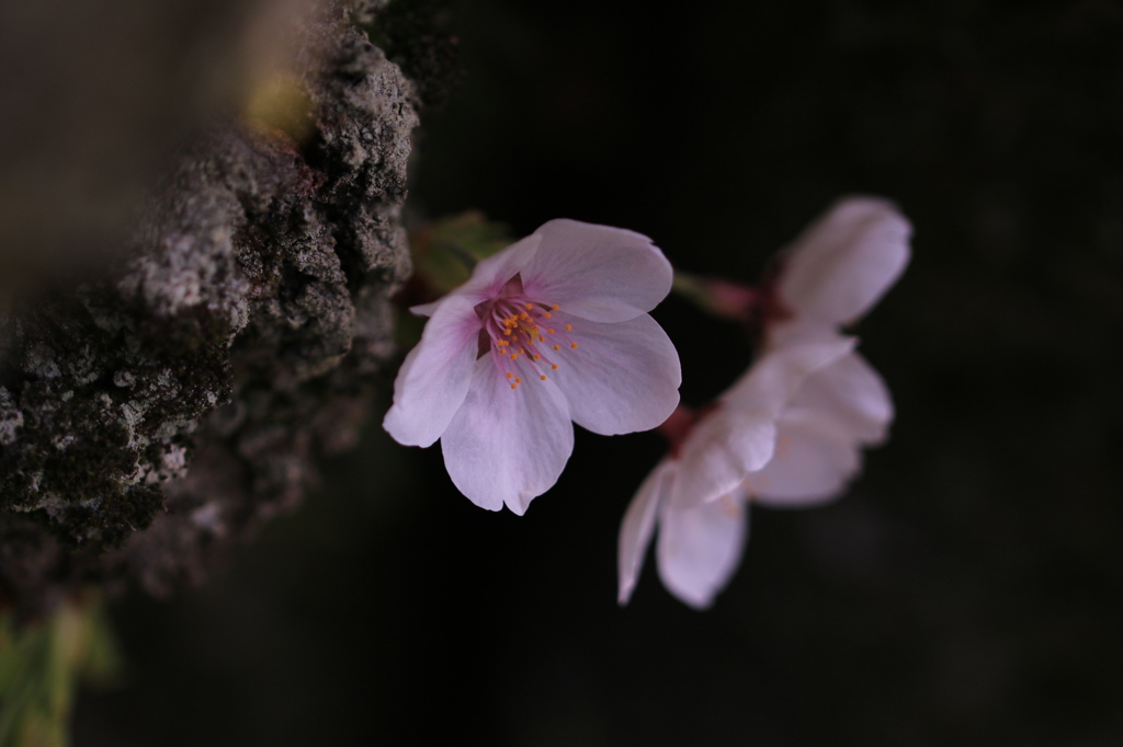 IMG_4099