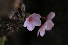 IMG_4099