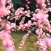 梅2016-001