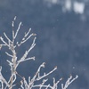 霧氷