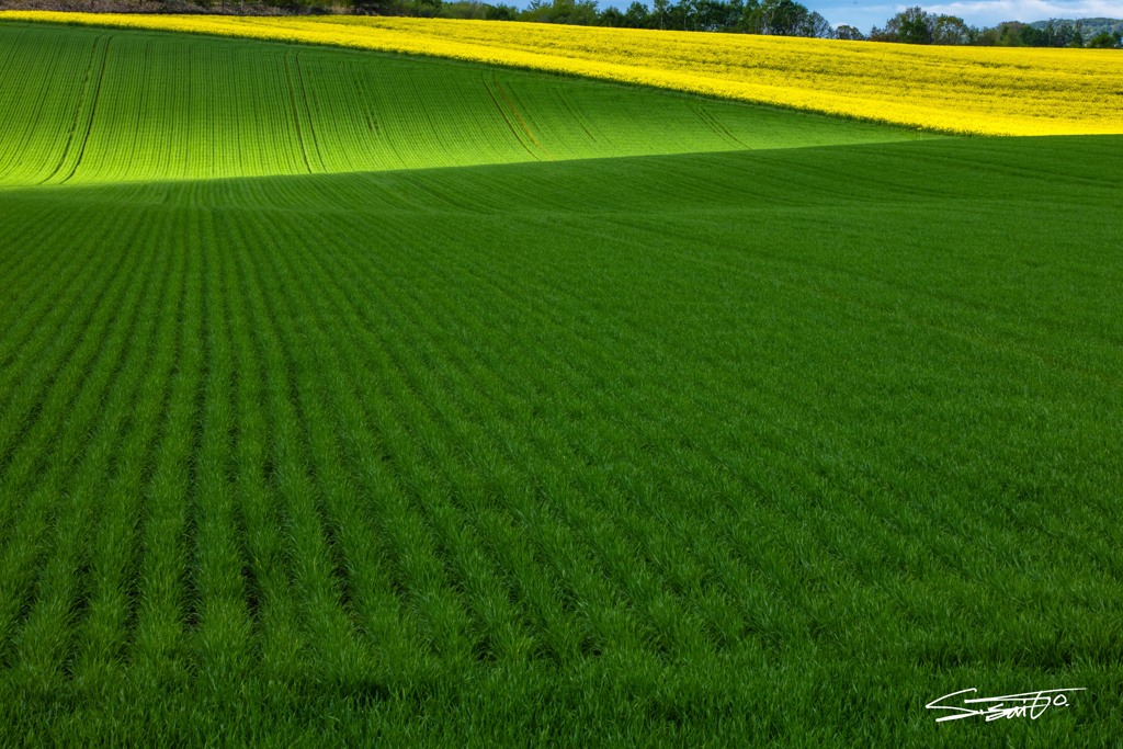 Green & Yellow ２