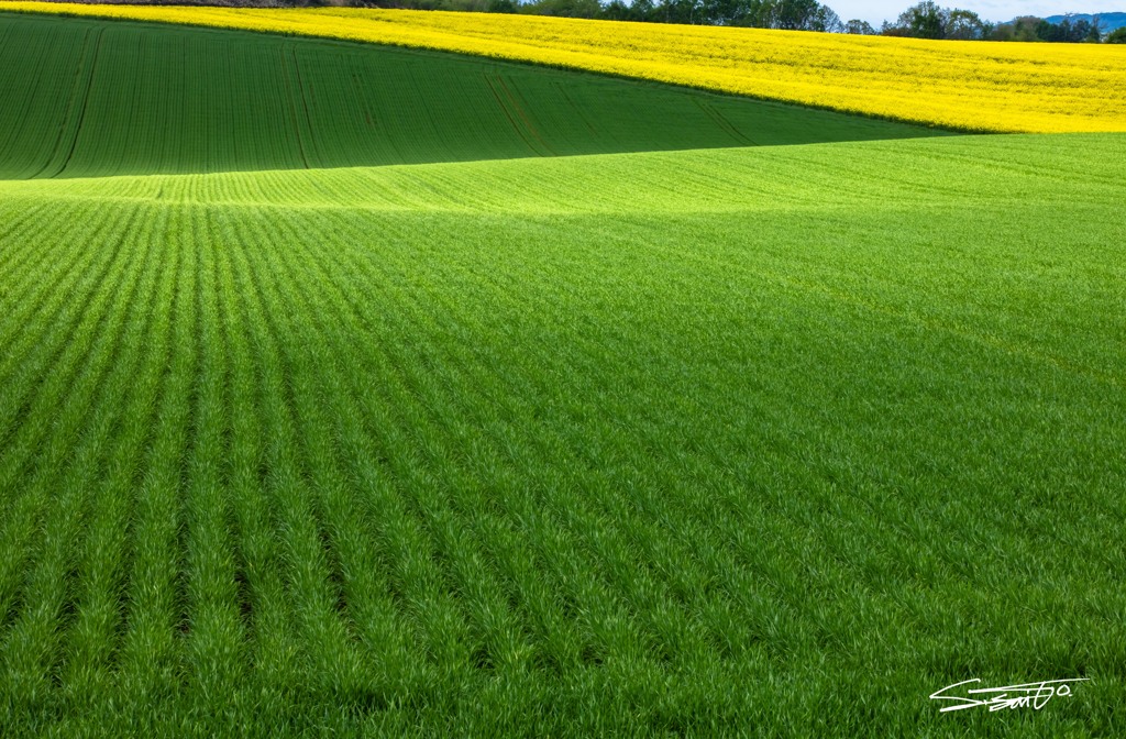 Green & Yellow 1