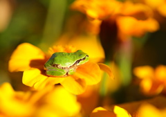 花のベッドで