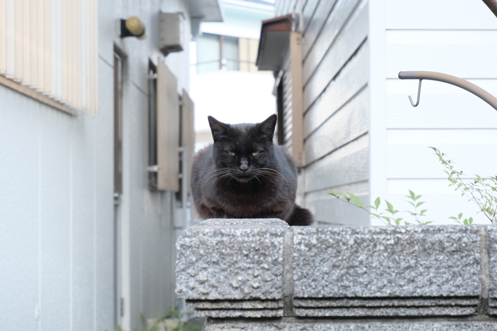 にゃんこ。