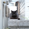 にゃんこ。