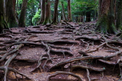 木の根道。