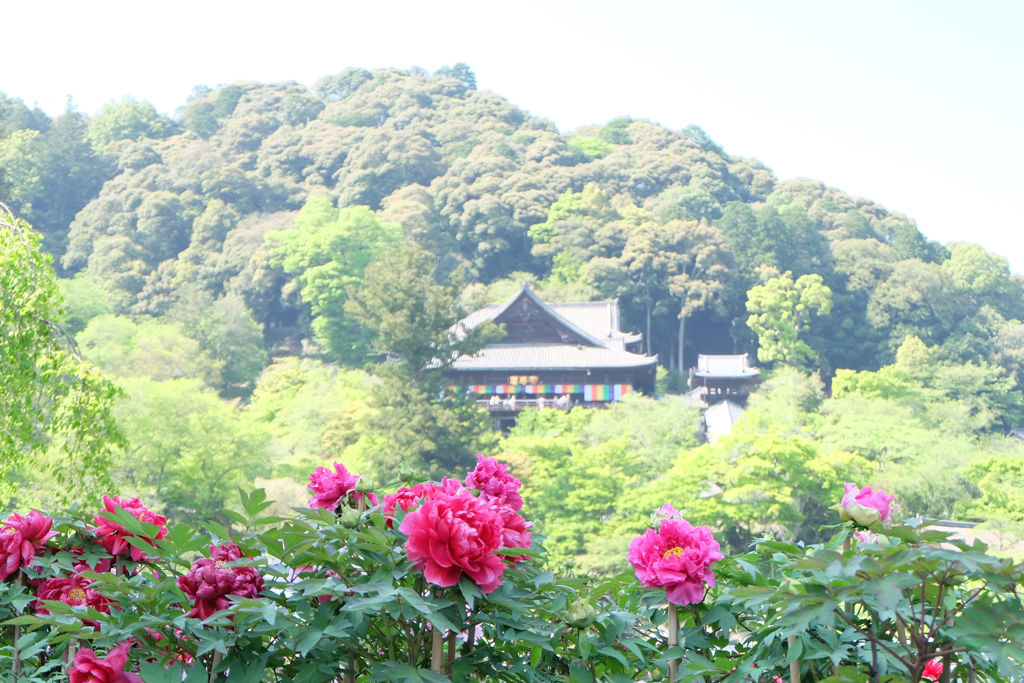 ぼたんまつり