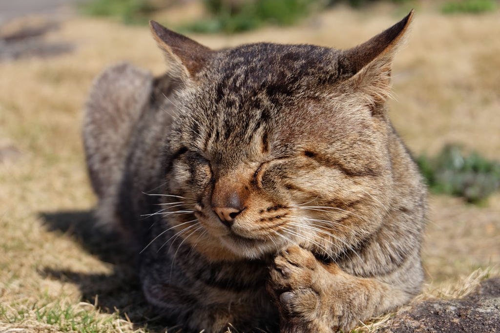 ぽかぽか