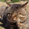 ぽかぽか