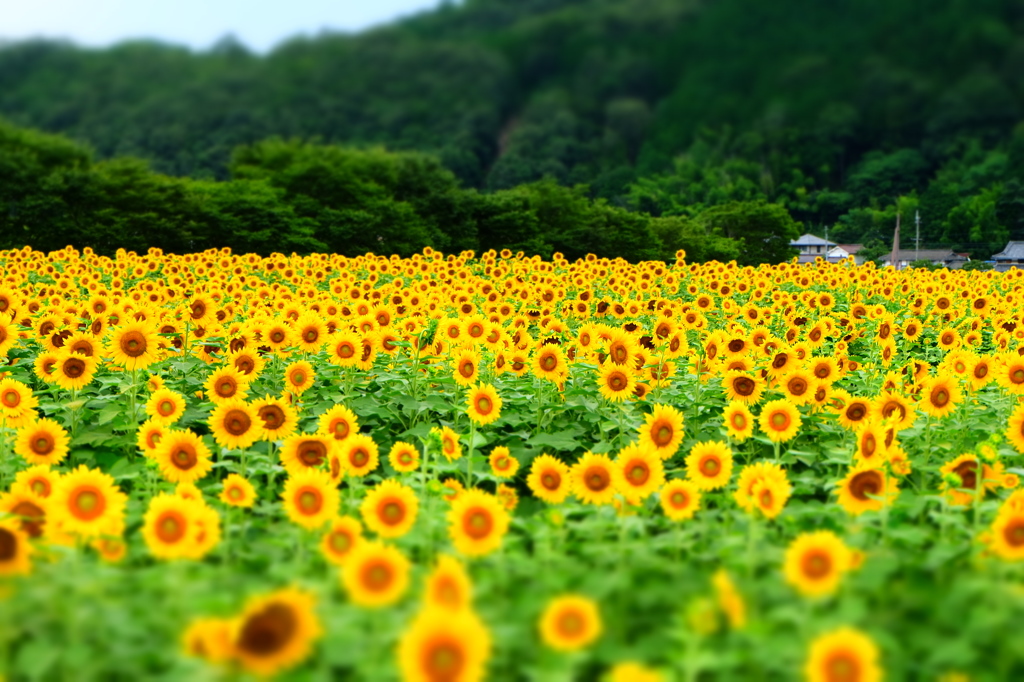 ひまわり