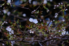 ひかえめ。