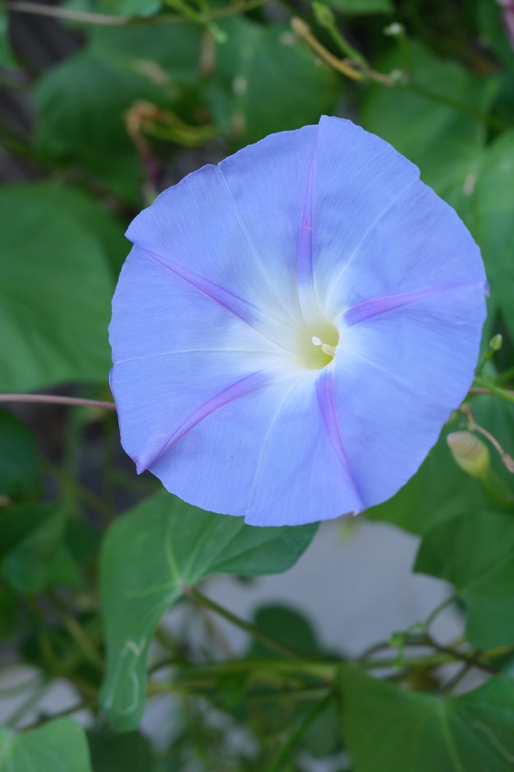 朝顔