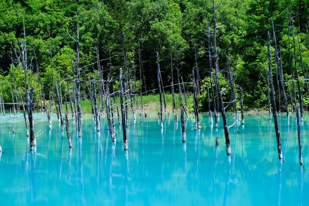 青い池