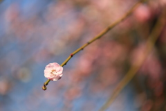 桜じゃないよ、ウメの花。